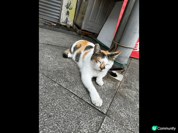 台北平溪猴桐～貓貓?天地，鍾意睇貓貓?人可以扎朝聖