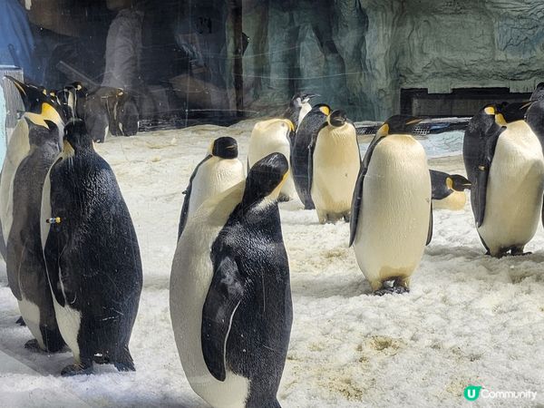 珠海長隆海洋世界, 超可愛的海洋生物, 特別是北極熊, 企鵝...