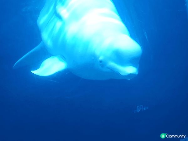 珠海長隆海洋世界, 超可愛的海洋生物, 特別是北極熊, 企鵝...