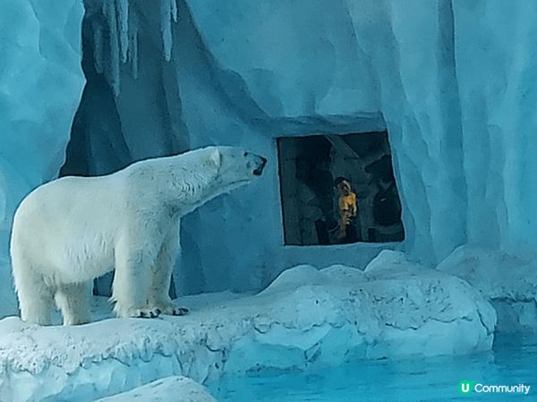 珠海長隆海洋世界, 超可愛的海洋生物, 特別是北極熊, 企鵝...