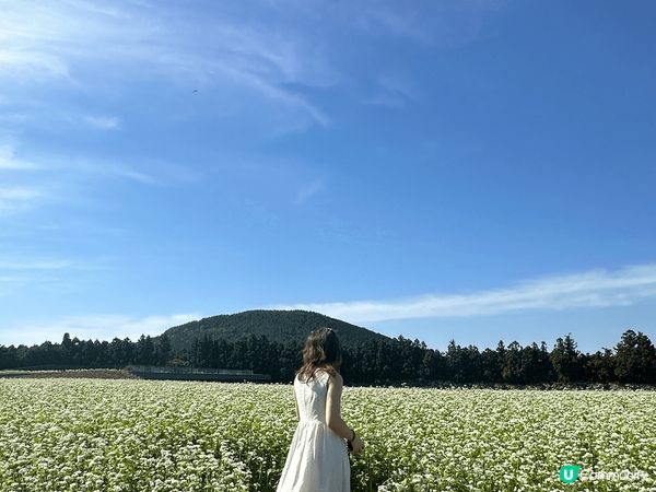 濟州的各種海邊及花海同天空都非常漂亮及適合打卡