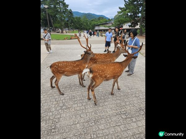 奈良鹿是非常喜歡鹿仙貝的，看見有人餵食就會點頭走近，討食物，...