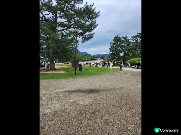 奈良鹿是非常喜歡鹿仙貝的，看見有人餵食就會點頭走近，討食物，...