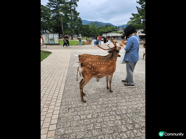 奈良鹿是非常喜歡鹿仙貝的，看見有人餵食就會點頭走近，討食物，...