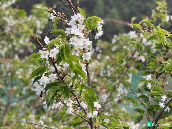 ?藍月谷?位於雲南省麗江市玉龍雪山東麓甘海子以北,雲杉坪南側...