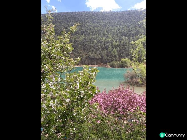 ?藍月谷?位於雲南省麗江市玉龍雪山東麓甘海子以北,雲杉坪南側...