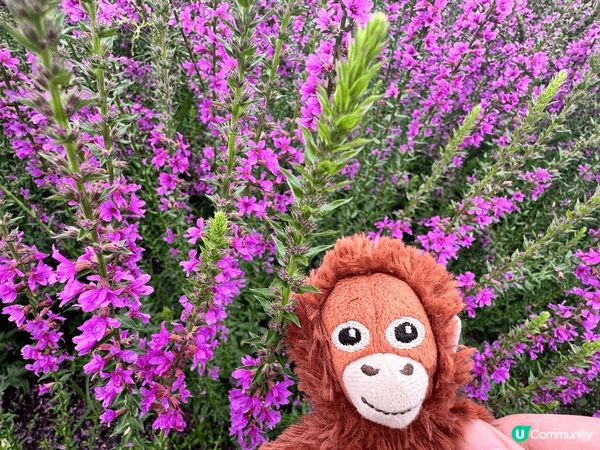 猴子在台灣happy happy 吃喝玩樂