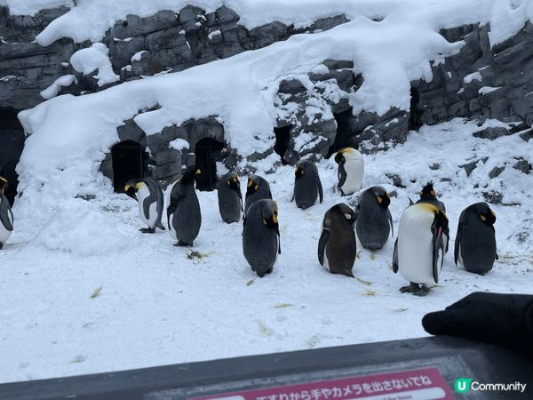 北海道企鵝之旅好療癒，之後去了福岡夫妻岩，風景靚，最後熊本阿...