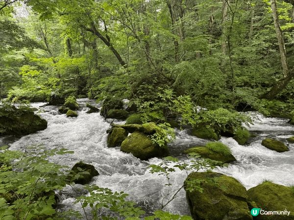 青森縣十和田市十和田湖畔的奧入瀨川的溪流，當天下著雨，看著天...