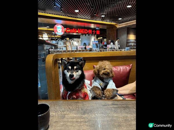 狗狗與我的打卡之旅