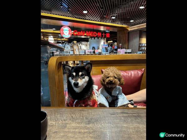 狗狗與我的打卡之旅