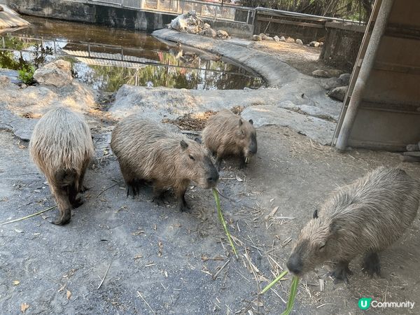 台南頑皮世界動物園有很多可愛小動物 可以近距離接觸水豚同草泥...