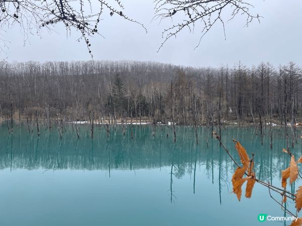 這理於北海道的美瑛青池，樹的倒影同藍色的池水結合起來，完全是...
