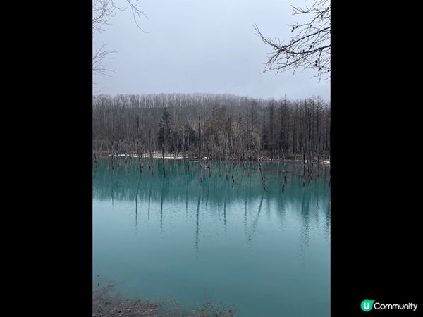 這理於北海道的美瑛青池，樹的倒影同藍色的池水結合起來，完全是...