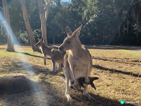 台灣花蓮自然風景很美，日本的souffl? pancake ...