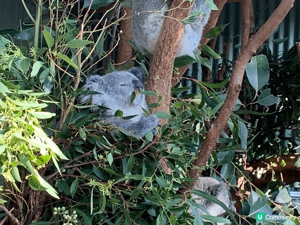 台灣花蓮自然風景很美，日本的souffl? pancake ...