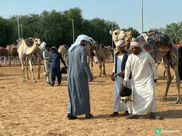 杜拜有賽駱駝, 超級市場有駱駝奶, 食物當然有中東包, 跟豆...