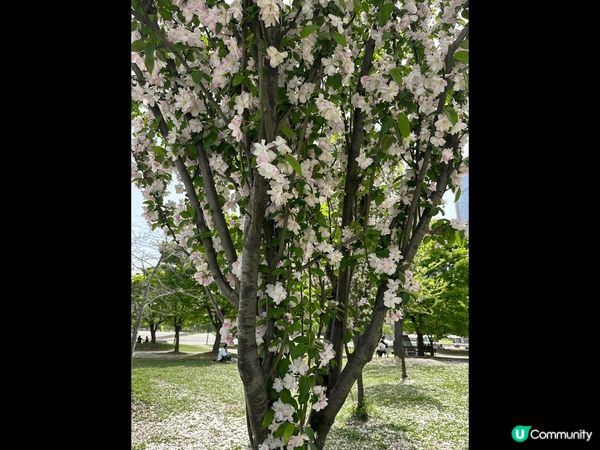 《賞櫻韓國之旅》- 去了《淚之女王》的拍攝場地之? - 汝矣...