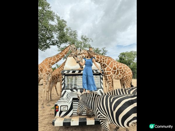 泰國??北碧府safari park kanchanabur...