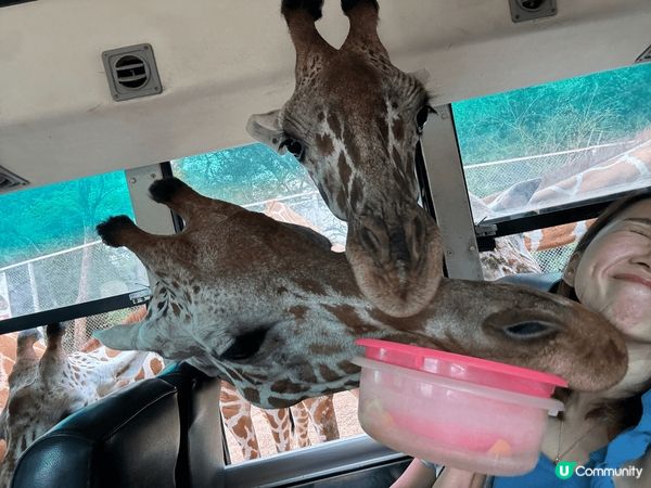 泰國??北碧府safari park kanchanabur...