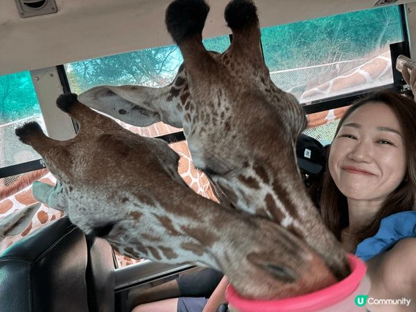 泰國??北碧府safari park kanchanabur...