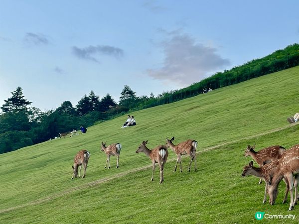 夏日熱辣辣又樂繽紛，捉緊夏日尾巴，到日本吃喝玩樂，享受夏天的...