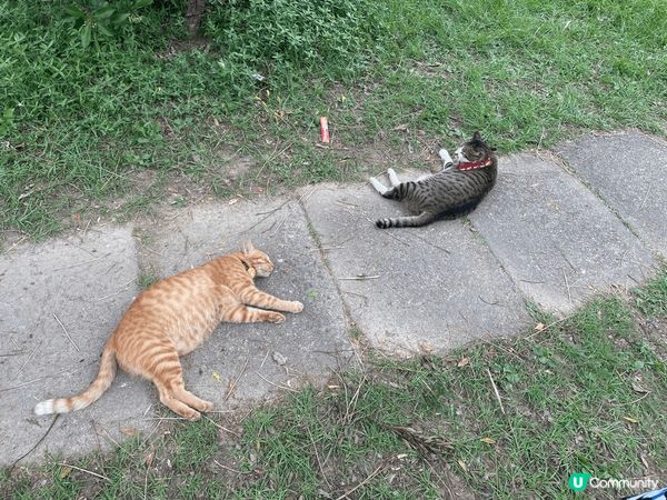 台北平溪線愉快半日遊，去猴硐瘋狂吸貓，補充足夠能量