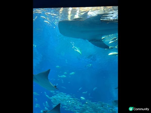 沖繩自駕Chill住遊～忘不了的沖繩藍～海陸動物全接觸～美食...