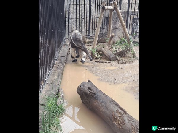 沖繩自駕Chill住遊～忘不了的沖繩藍～海陸動物全接觸～美食...