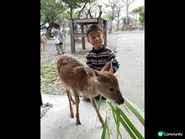 台灣真好玩，好多親子景點，有可愛?鹿鹿，風景也很美，台灣人也...