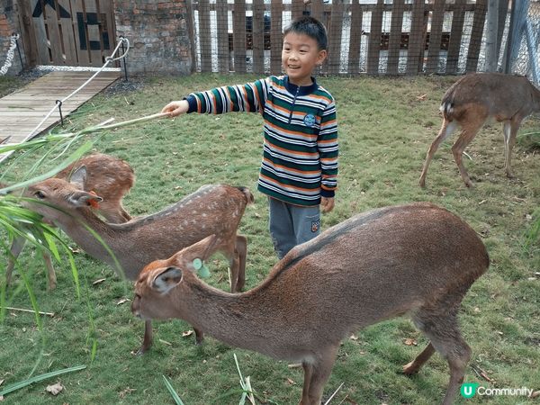 台灣真好玩，好多親子景點，有可愛?鹿鹿，風景也很美，台灣人也...