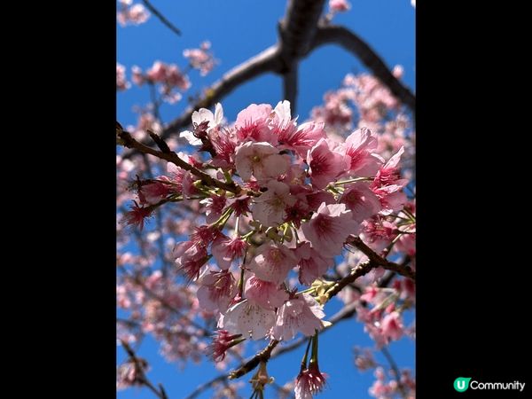 放假就最鍾意番鄉下， 當然就係去日本啦！ 果陣富士山天氣勁好...