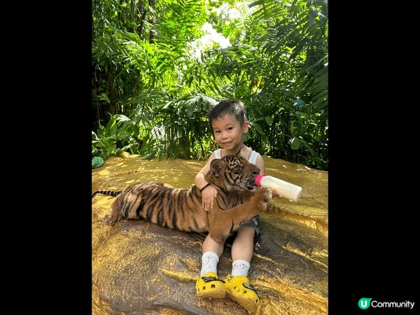 泰 chill 之旅 :每日行程食&玩，能夠同動物近距離接觸...