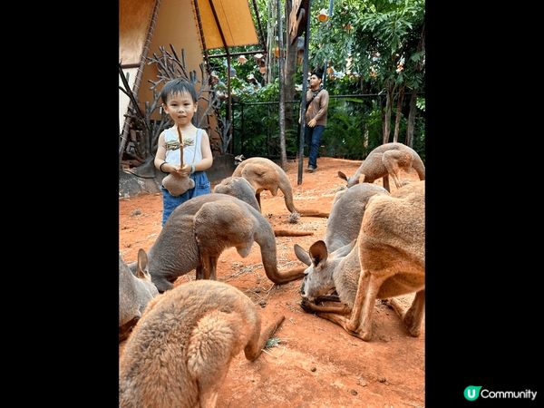 泰 chill 之旅 :每日行程食&玩，能夠同動物近距離接觸...