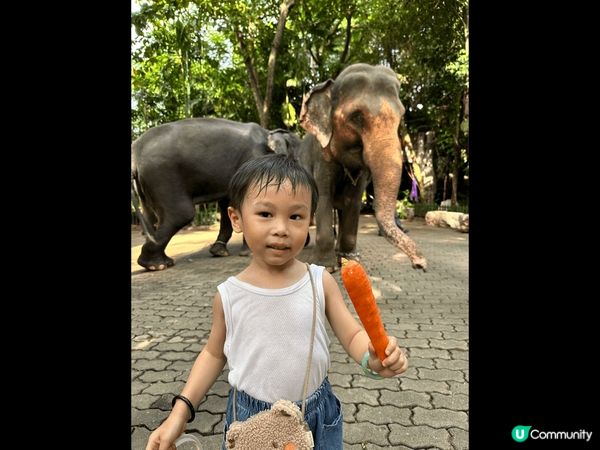 泰 chill 之旅 :每日行程食&玩，能夠同動物近距離接觸...