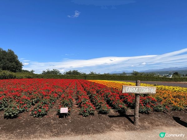 夏日美食靚景的北海道之旅，花香蜜瓜甜美，加上藍藍天空，實在樂...