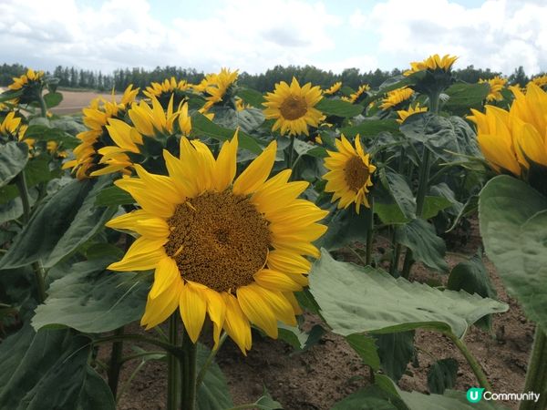 日本的春夏秋冬景色十分美麗，美食也令人非常回美。