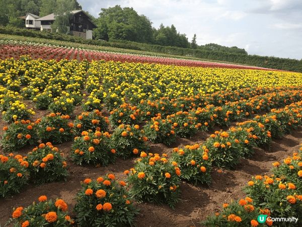 日本的春夏秋冬景色十分美麗，美食也令人非常回美。
