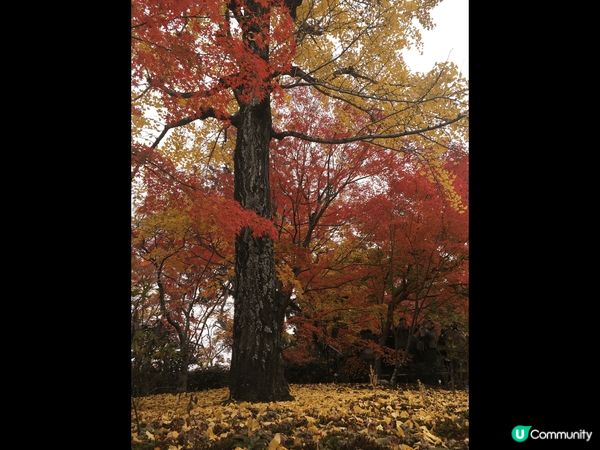 日本的春夏秋冬景色十分美麗，美食也令人非常回美。