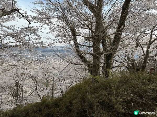 今年4月中剛好富士山櫻花滿開，而且天晴，好幸運。超美的，覺得...