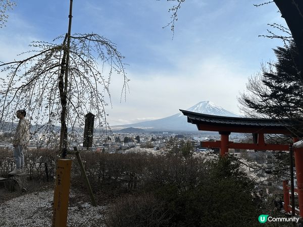 今年4月中剛好富士山櫻花滿開，而且天晴，好幸運。超美的，覺得...