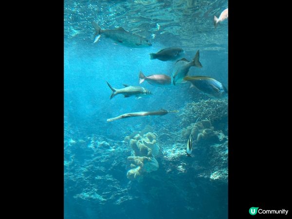 呢度係沖繩嘅水中道路，水質非常清澈，見到海底同各種海洋生物，...