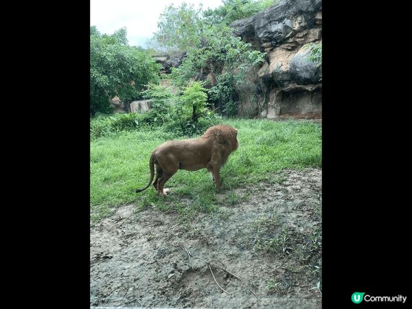 台北動物園，地方非常大，動物種類很多，大人小朋友去完都感到很...
