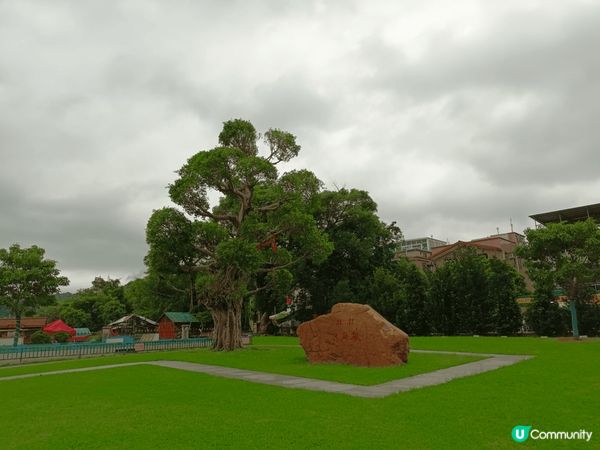 大埔林村許願樹，每個人都有自己既願望，透過掟寶蝶於樹上，希望...