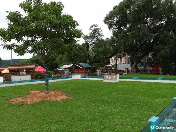 大埔林村許願樹，每個人都有自己既願望，透過掟寶蝶於樹上，希望...