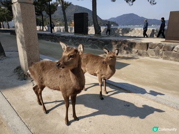 廣島宮島的鹿比奈良的鹿溫馴很多,不會撞擊及咬人.