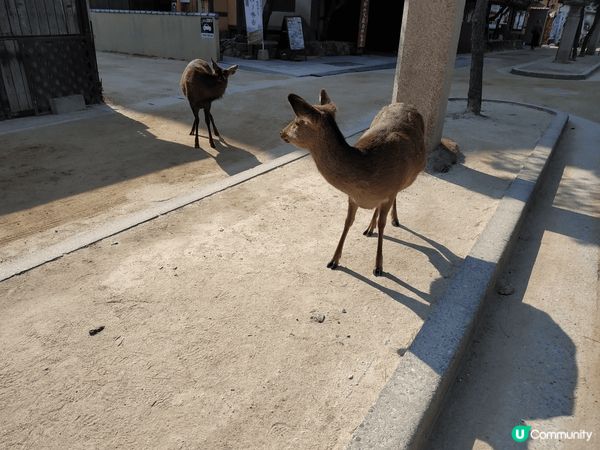 廣島宮島的鹿比奈良的鹿溫馴很多,不會撞擊及咬人.