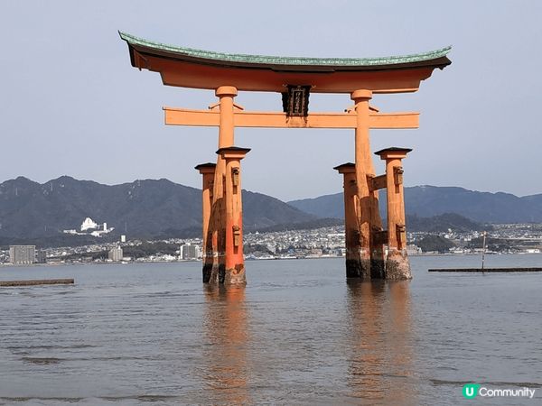 廣島宮島的鹿比奈良的鹿溫馴很多,不會撞擊及咬人.