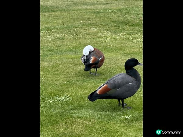 #chill嘆旅遊#紐西蘭南島#旅遊景點#無限風光