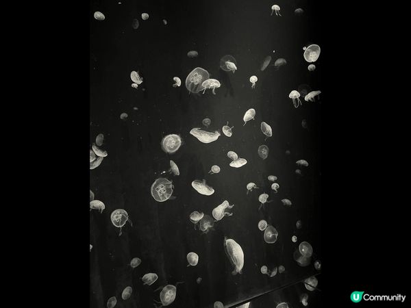 這是日本奈良的景色，可以買鹿餅餵飼小鹿。還去了海遊館看不同的...